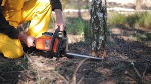 Best Tree and Shrub Care  in Wayne City, IL