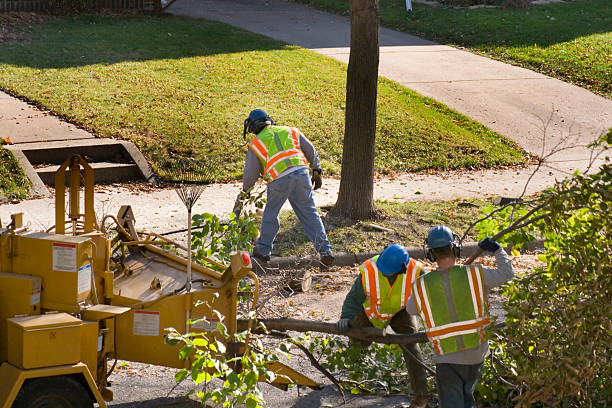 Best Tree Cabling and Bracing  in Wayne City, IL