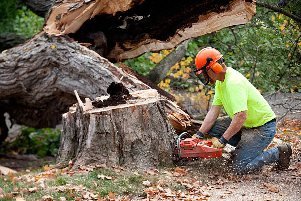 Best Tree Removal  in Wayne City, IL