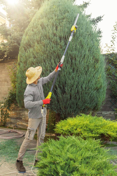 Best Lawn Watering Services  in Wayne City, IL